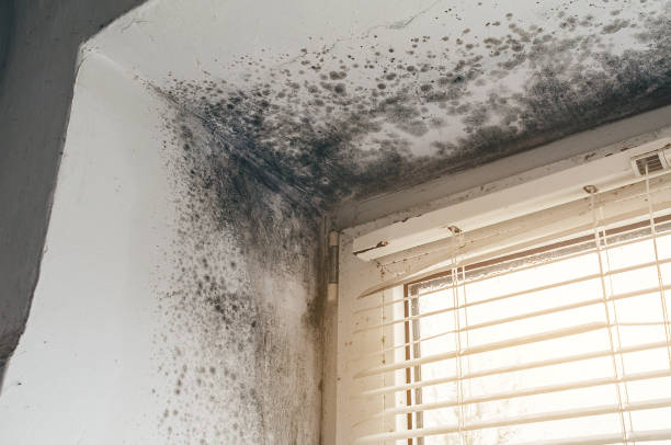 Affordable Basement Mold Removal solutions in Mechanicsville, VA