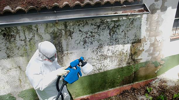 Top rated local Basement Mold Removal specialists in Mechanicsville, VA